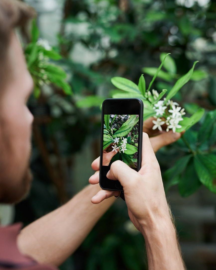 Photographing flowers on a phone